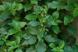 Image result for Parietaria