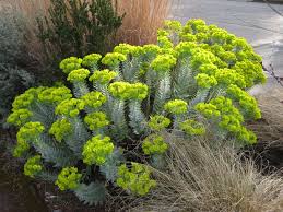 Image result for Euphorbia zambesiana