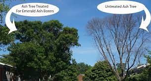 Emerald Ash Borer Treatment Saving Ash Trees From Eab