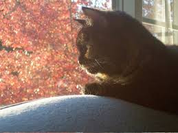 Your veterinarian can help you recognize the subtle signs of pain in dogs or how to tell if your cat is in pain. Euthanasia How To Know When It S Time