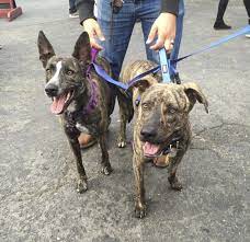 Shop dutch shepherd pitbull mix hoodies and sweatshirts designed and sold by artists for men, women, and everyone. Double Dog Day Mila The Dutch Shepherd Mix And Rawling The Catahoula Pit Bull Mix The Dogs Of San Francisco