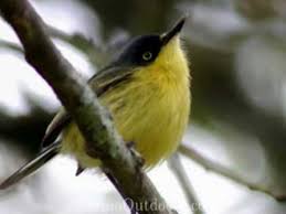 Birds Native To Virginia Video About Bird Beaks From Virginia Outdoors Bird Beaks Flycatcher Animal Adaptations