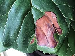 Maybe you would like to learn more about one of these? How To Identify Treat Fiddle Leaf Fig Brown Spots Dossier Blog