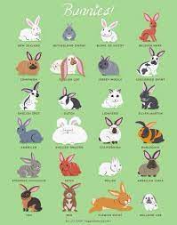 Bunnies Rabbit Breeds Pet Bunny Bunny Care