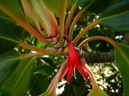 Image result for Bruguiera gymnorrhiza