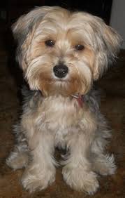 Black And Tan Yorkie Poo Full Grown Yorkie Poo Photos Google Search Yorkie Poo Full Grown Yorkie Poo Yorkie Poo Haircut