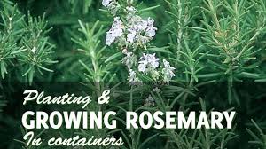 Now harvesting rosemary is easy, though you need to be very cautious in some steps so that you can get an unlimited supply of herbs from the same plant as harvesting incorrectly may result in killing the plant. Growing Rosemary In Pots Harvest Year After Year Gardenhugs Com