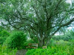 Image result for Tarchonanthus trilobus