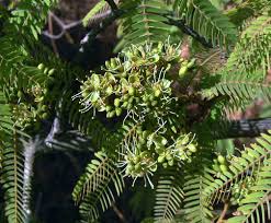 Image result for Brachystegia microphylla