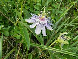 Foothills Of The Great Smoky Mountains Passionflower For A Good Night S Sleep Passion Flower Passion Flower Tea Good Night Sleep