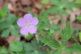 Image result for Geranium vagans