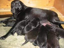 We did not find results for: Klondike Labradors Labrador Retrievers In Pennsylvania Klondike Labradors Of Pennsylvania