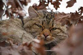 They appear to have diverged from the other subspecies about 131,000 years ago. Wildcats Threatened By Their Domestic Cousins Eurekalert Science News