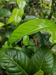 What S Eating My Gardenias Nothing Under Leaves No Visible Bugs Gardening Garden Diy Home Flowers Roses Nature Lan Garden Bugs Plant Leaves Gardenia