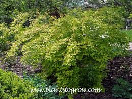 Image result for Kolkwitzia