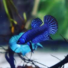 Stunning Wild Blue Betta Alien In 2020 Betta Fish Types Betta Betta Fish