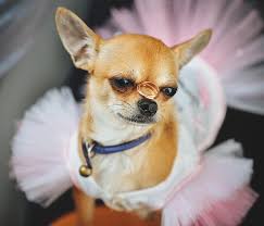 Braut bringt kalb im hochzeitskleid zur welt. Hund Im Hochzeitskleid Fotos Kostenlose Und Royalty Free Stock Fotos Von Dreamstime