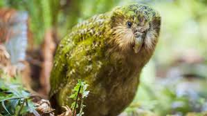 Birds That Cannot Fly With Their Names What S Unusual About Kakapō The Kakapō Is A Large Green Parrot With A Distinctive Owl Like Face And A Waddling Gait Th Kakapo Kakapo Parrot Flightless Parrot
