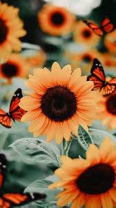 You can also upload and share your favorite aesthetic sunflower wallpapers. 001 Aesthetic On Twitter Telefon Pozadi In 2021 Sunflower Iphone Wallpaper Backgrounds Phone Wallpapers Sunflower Wallpaper