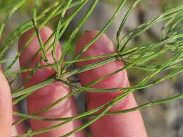 Image result for Equisetum ramosissimum