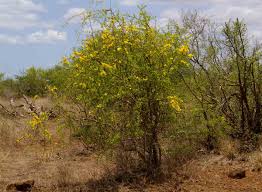 Image result for Rhigozum zambesiacum