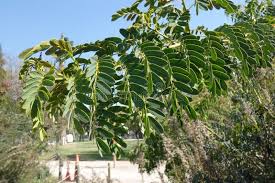 Image result for Cassia abbreviata