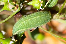 Image result for Satyrium sceptrum