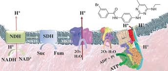 This decomposition reaction releases energy which is used by other chemical reactions in the cell. Discovery Of A Novel Mycobacterial F Atp Synthase Inhibitor And Its Potency In Combination With Diarylquinolines Hotra 2020 Angewandte Chemie Wiley Online Library