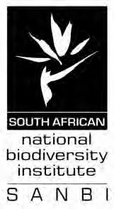 Image result for Cirsium  buchwaldii