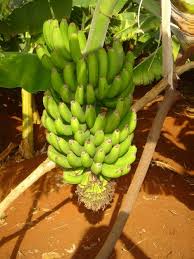 The banana is the world's largest perennial herb and the oldest cultivated plant on earth. Bananas Infonet Biovision Home