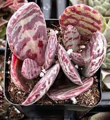 Image result for Kalanchoe humilis
