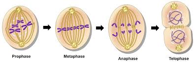 Like plant and fungi cells, an animal cell is eukaryotic, but animal cells lack the cell wall structure found in plant. Mitosis Bioninja