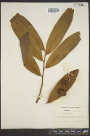 Image result for Diospyros chamaethamnus
