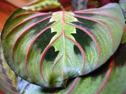 La pianta maranta appartiene alla famiglia delle marantaceae, provengono dalla foresta equatoriale del brasile. Maranta Consigli Coltivazione E Cura