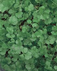 Image result for Coriandrum sativum