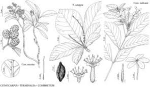 Image result for Combretum indicum