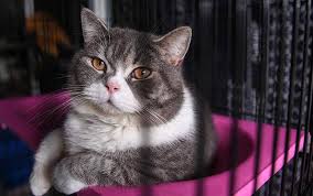 Harga vaksin kucing cukup terjangkau mengingat manfaat jangka panjang yang bisa. Biaya Periksa Kucing Ke Dokter Hewan
