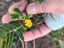 Image result for Sesbania sericea