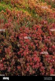 Image result for Suaeda sp. B