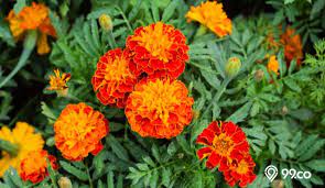 Seduhan bunga marigold pun bisa mencegah adanya gastritis dan penyakit tukak lambung. 7 Cara Menanam Bunga Marigold Di Rumah Yang Mudah Dan Gak Ribet