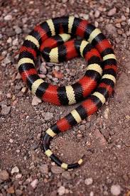 Black And Yellow Banded Snake Texas Pueblan Milk Snake Milk Snake Snake Wallpaper Snake Lovers