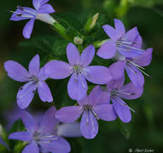 Image result for Barleria obtusa