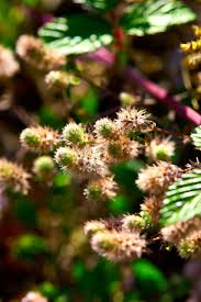 Image result for Trifolium spumosum