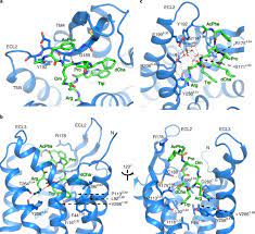 Orthosteric And Allosteric Action Of The C5a Receptor Antagonists Nature Structural Molecular Biology