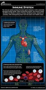 Immune System Diseases Disorders Function Lymphatic System Immune System Body Systems