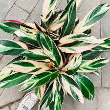 Image result for stromanthe