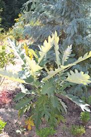 Image result for Bocconia