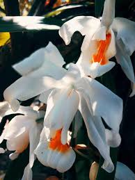 Image result for Launaea rogersii