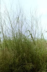 Image result for Sesbania pachycarpa