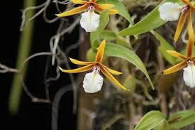 Image result for Angraecum erectum